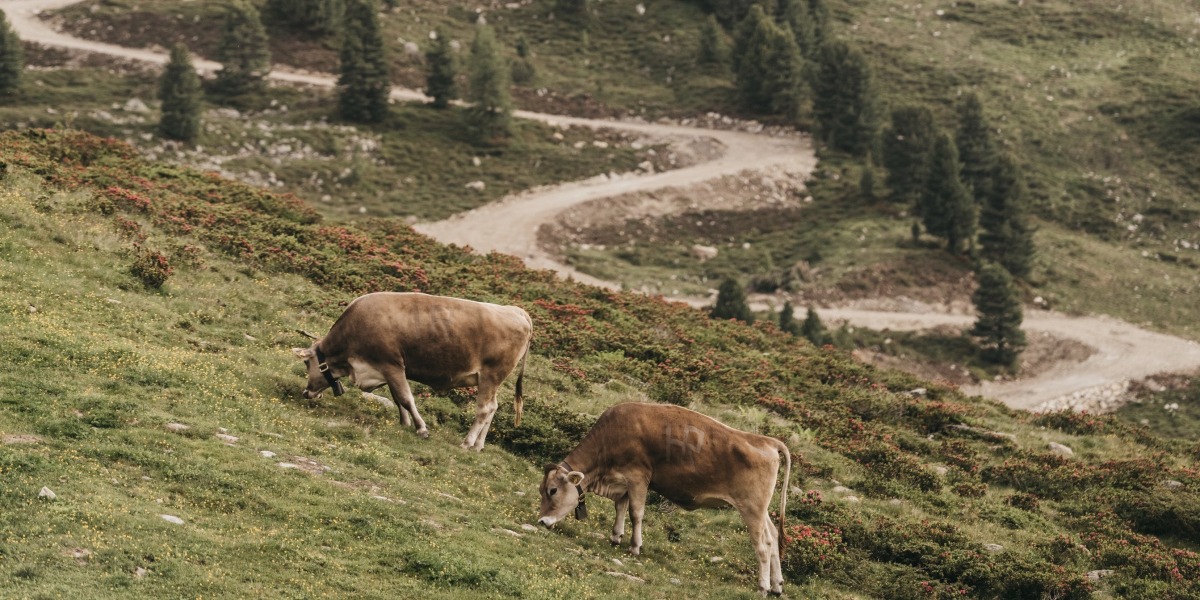 Kuscheln & Wandern in den Tiroler Bergen